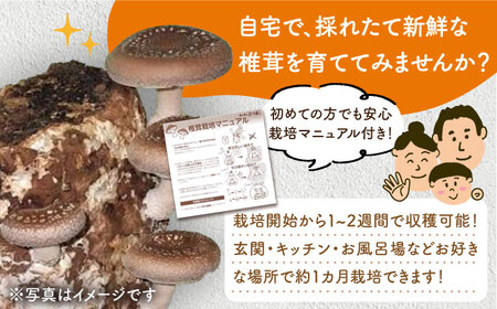 【全3回定期便】平戸有機きのこ栽培セット詰合せ〜旨み凝縮椎茸の芽付き〜 【きのこ屋】[KAD285]