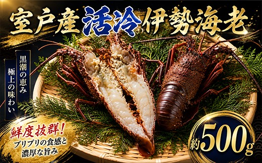 
                  室戸産活冷伊勢海老 約500g｜伊勢海老 伊勢エビ 伊勢 海老 エビ イセエビ 刺身 味噌汁 鍋 ボイル エビフライ アレンジ可 新鮮 海鮮 高知県 室戸市
                