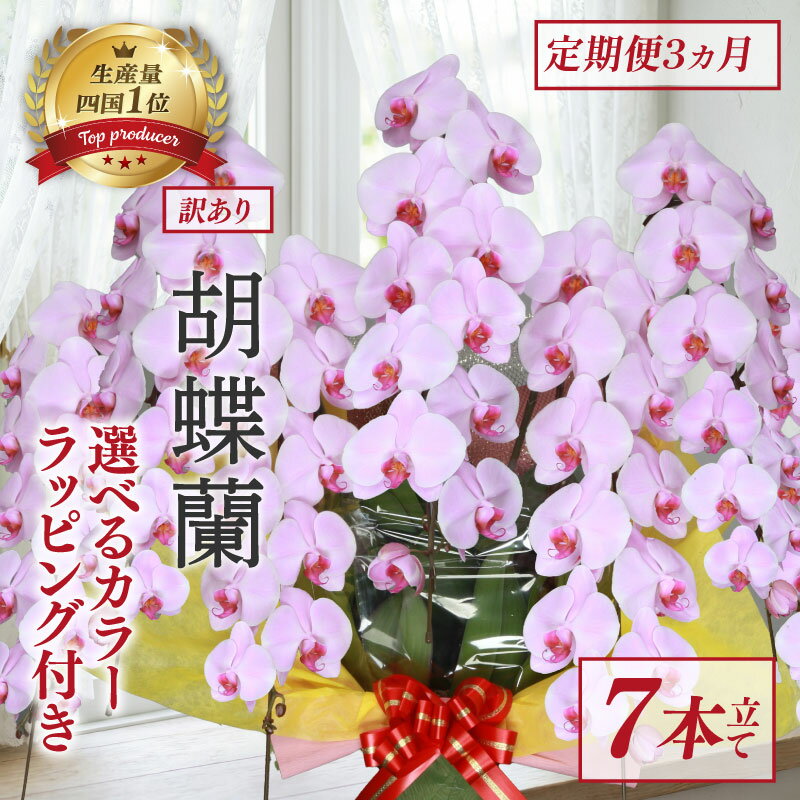 【ふるさと納税】 定期便 3ヶ月 胡蝶蘭 7本立て ピンク 白 訳あり お花 花 はな 洋ラン 洋蘭 フラワー ギフト 贈り物 プレゼント お祝い 記念日 開店祝い 就任祝い 贈答 開業祝い 冠婚葬祭 フラワーアレンジメント インテリア 鑑賞 鉢 栽培 園芸 ガーデニング こちょうらん
