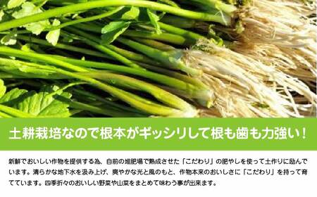 セリ 強い香りとシャキッとした歯応え 約400g　120P3201