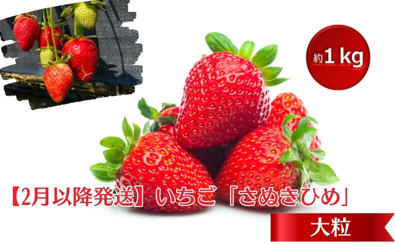 【2月より発送開始】いちご「さぬきひめ」大粒 約1kg 【配送不可エリア】北海道、 沖縄県、離島エリア 果物類 苺 イチゴ フルーツ 4パック