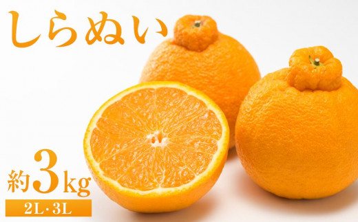 
            しらぬい 約3kg（2L・3L）【 2026年2月下旬から発送】【不知火 柑橘 フルーツ 果物 くだもの 食品 人気 おすすめ 広島県 尾道市】
          