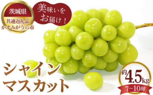 No.325 【先行予約】シャインマスカット　約4.5kg（7～10房）【茨城県共通返礼品 かすみがうら市】 ／ 旬 新鮮 葡萄 ブドウ 果物 フルーツ 茨城県 特産品