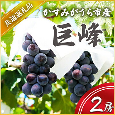 【ふるさと納税】【2025年7月より順次発送予定】巨峰　2房(県内共通返礼品:かすみがうら市産)【配送不可地域：離島・沖縄県】 (BR055)