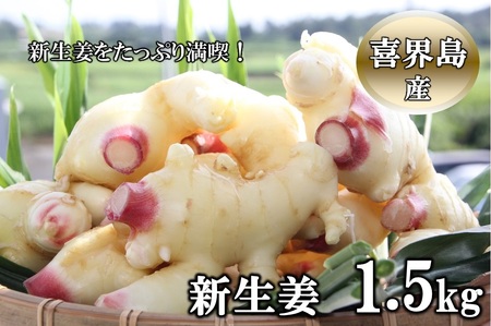 【2026年８月頃から発送】喜界島産『新生姜』1.5Kg　ショウガ/しょうが