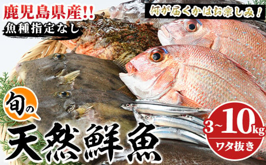 
            ＜内容量が選べる！＞旬の天然鮮魚BOX(3～10kg) 国産 刺身 魚貝 魚介 鮮魚 海産物 天然物 煮つけ 焼き魚【さるがく水産】
          