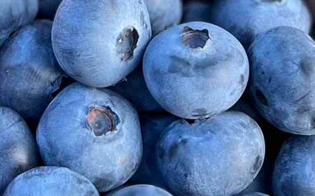 ブルーベリー大粒500g 朝摘みでお届け！【5年連続最高金賞受賞 群馬県ブルーベリー品評会2021~2025年】 大粒 化学農薬不使用 除草剤不使用 フルーツ 果物 F4H-0687