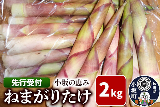 《先行受付》小坂の恵み（ねまがりたけ）2kg