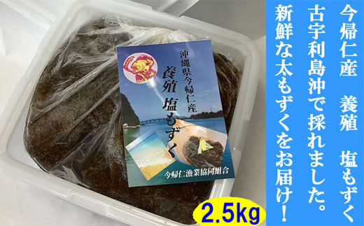 今帰仁村　古宇利島産　養殖　塩もずく　業務用2.5㎏