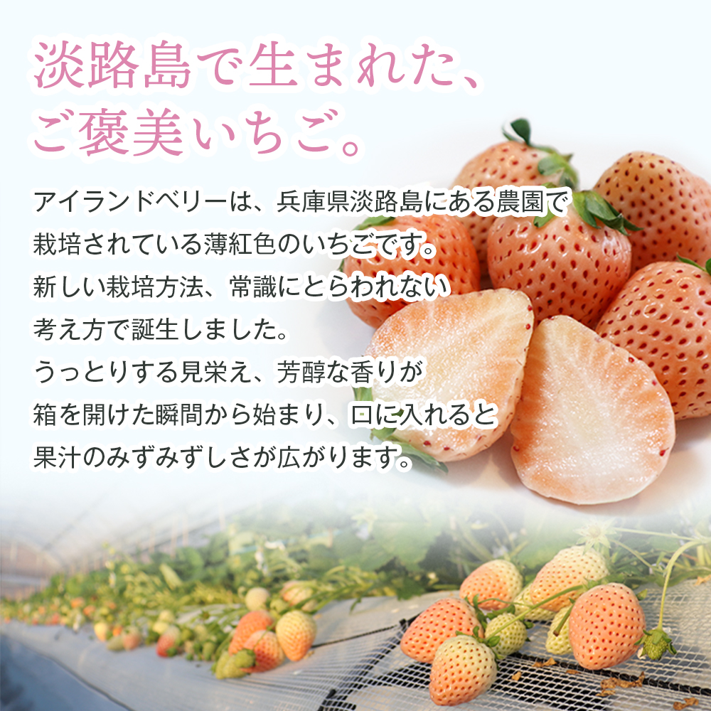 淡路島アイランドベリー　紅白いちご　淡雪/とちおとめ   