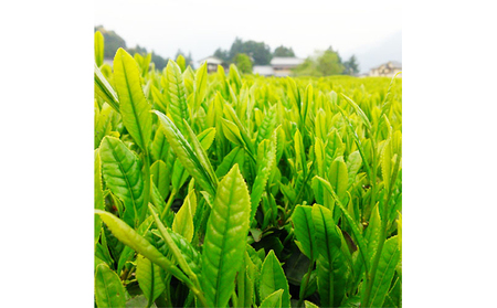 お茶 静岡 川根茶 5本セット 緑茶 日本茶 飲料 お茶
