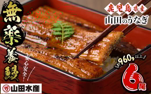 【無薬養鰻】 鹿児島産 山田のうなぎ ＜計960g以上＞ (160g以上×6尾) うなぎ 鰻 ウナギ 無薬 養鰻 無投薬 6尾 国産 九州産 蒲焼き かばやき 冷凍 うな重 ひつまぶし タレ 山椒 c6-079