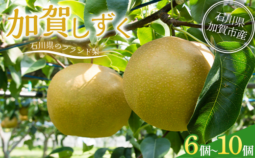 【先行予約】梨 加賀しずく 1箱（6個～10個）石川県加賀市産（2026年8月下旬～9月中旬頃発送） かがしずく ブランド梨 石川県 先行予約 予約 冷蔵配送 くだもの 果物 フルーツ ご当地 食品 災害支援 北陸新幹線 F6P-1951