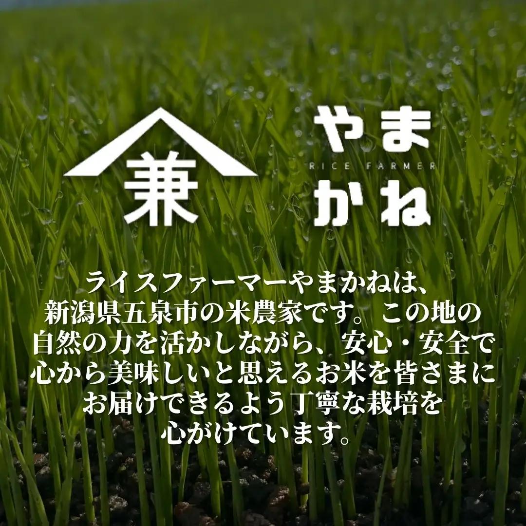 【定期便3回】令和8年産 新米 コシヒカリ 10kg×3回(計30kg) 特別栽培米 色彩選別済み 先行予約 | 新潟県産 米 五泉市