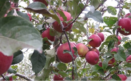 
                  小諸市御牧ケ原産  野元果樹園  サンふじ  約5kg（14～20玉） [№5915-0699]
                