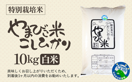 【先行予約】【令和7年産・新米】米 コシヒカリ（特別栽培米）10kg 新庄やまびこ米（白米）【2025年10月以降順次発送予定】 [m23-c005]