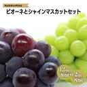 【ふるさと納税】先行予約 ピオーネ シャインマスカット セット ＜ 約 1.2kg 2房 / 約 2kg 4房 ＞ 選べる 容量 ニューピオーネ 種無し 食べ比べ おすすめ 人気 美味しい 甘い プレゼント お裾分け ギフト 贈り物 贈答 贈答用 お中元 夏の贈り物 岡山 新見