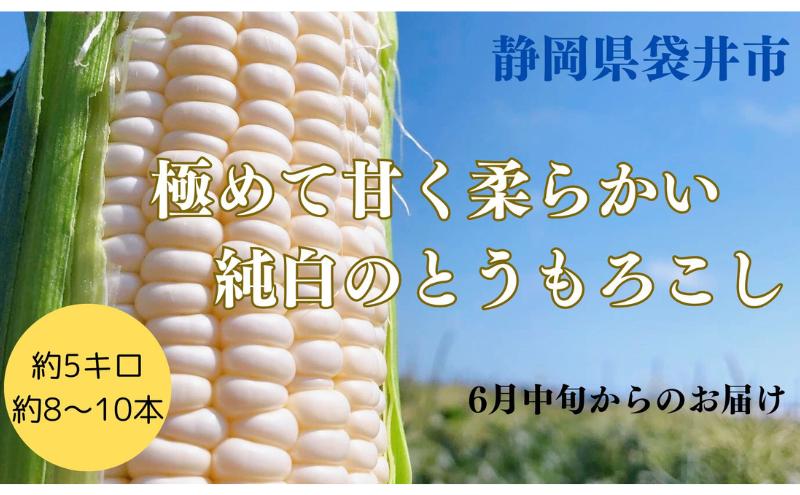 【先行予約】?極の?さと果汁 白いとうもろこし おすすめ コーン トウモロコシ 採れたて 新鮮 健康 ヘルシー 人気 厳選 袋井市