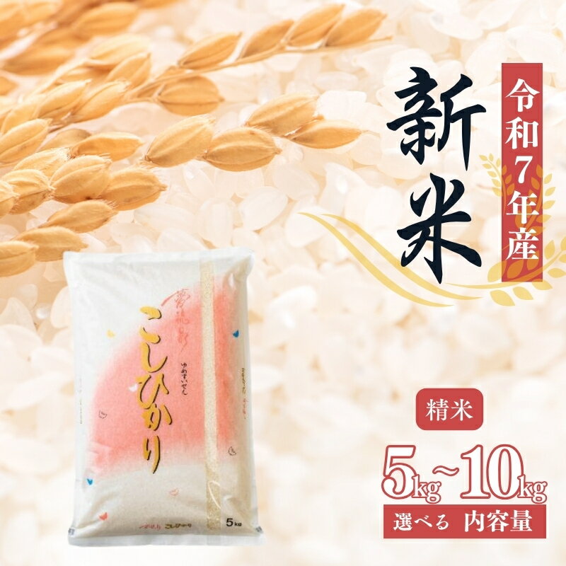 【ふるさと納税】大文字屋米穀店【令和7年産新米　先行予約】 コシヒカリ 精米 5kg 10kg（5kg×2）