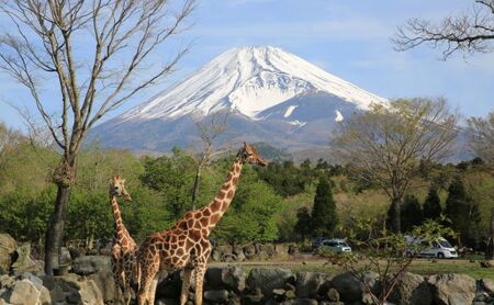 富士サファリパーク入園券 【大人1枚】 サファリパーク 動物園 動物 餌やり えさやり ふれあい 子供 こども 家族 お出かけ スポット 裾野市 裾野