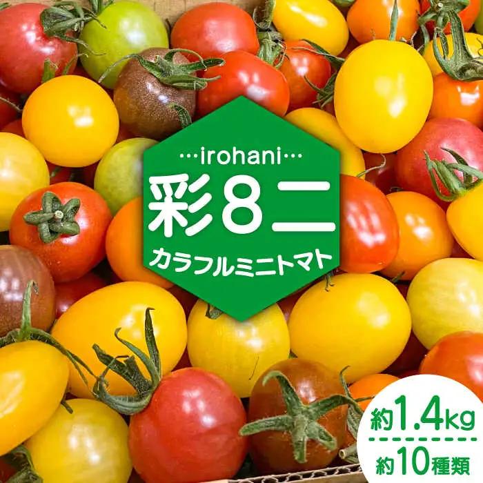 【2027年1月中旬-発送】ミニトマト 彩８ニ（イロハニ）約10種類 合計約1.4kg / トマト 夏野菜 野菜 旬 食べ比べ / 産地直送 安心 安全 彩り / 南島原市 / 植木農園 [SBL002] 