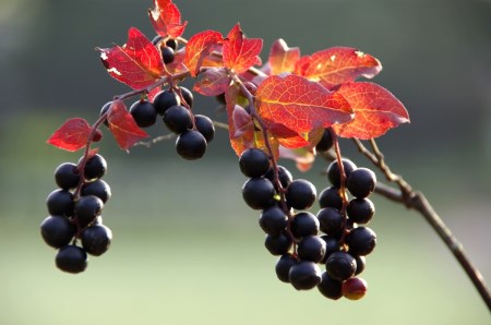 「ナツハゼジャム6本セット(140g×3本、240g×3本)」無農薬栽培された"和製ブルーベリー"を丁寧に仕込んだジャムです【長野県信濃町ふるさと納税】