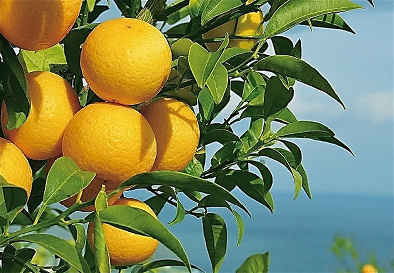 〈希少商品〉神奈川生まれの柑橘 「湘南ゴールド」( 露地栽培)＜出荷開始：２０２６年３月６日出荷開始～２０２６年３月３１日出荷終了＞【フルーツ オレンジ 果物 柑橘 贈答用 家庭用 自宅用  神奈川県小田原市】 142069_GP001