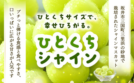 【先行予約】 シャインマスカット ひとくちシャイン 約500g 1房 【2026年8月中旬以降順次発送予定】マスカット ぶどう [A-21701]