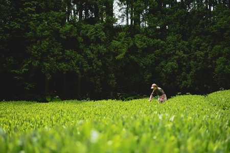 MINOgreentea 詰め合わせセット(季節のおまけ付) ／ 煎茶 玄米茶 ほうじ茶 無農薬 オーガニック 有機 お茶 リーフ ティーバッグ 三重県 度会町
