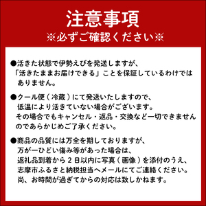 伊勢海老 大 2尾 1kg / 天然 志摩産 大 伊勢エビ 海老 エビ 人気 刺身 刺し身 味噌汁 海鮮 魚介類 産地直送 贈答 お歳暮 お祝い プレゼント 三重県 伊勢 志摩 50000円 5万円 