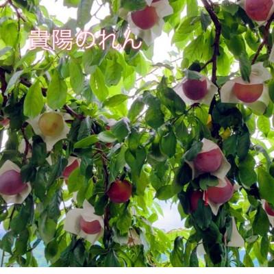 ふるさと納税 南アルプス市 【2026年発送/先行受付】すもも貴陽　(9~10玉)　1.5kg |  | 01