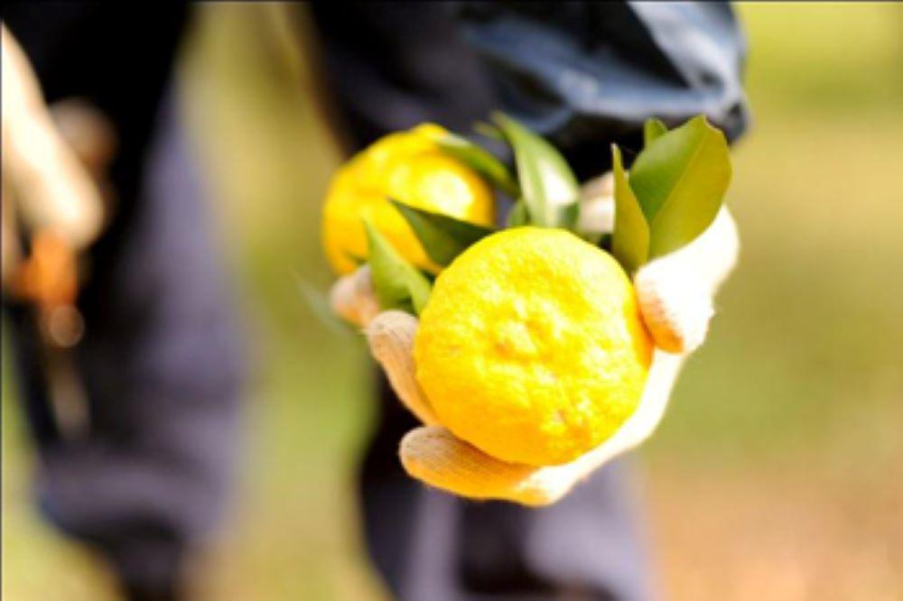 粉山椒・ゆず一味・七味缶の詰合せ