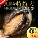 【ふるさと納税】【2025年発送予約】 あわび 北海道 利尻島産 天然活蝦夷あわび 5個＜特特大＞（150g～サイズ）＜福士水産＞北海道ふるさと納税 利尻富士町 ふるさと納税 北海道 海鮮 鮑 あわび えぞアワビ 生きてるアワビ 北海道産アワビ 産地直送 活 美味しさに 訳あり