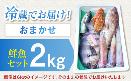 【五島列島・直送】朝獲れ！高級鮮魚セット2kg / 冷蔵 おまかせ おたのしみ 刺身 五島市 / 鯛福丸水産 [PDP002]