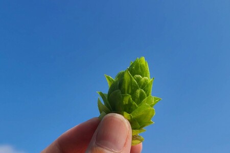 クラフトビール　TK100-Fresh HOP MEISTER [Green]　京丹後産ホップ使用　6缶セット　クラフトビール　数量限定　350ml 6種 セット 冷蔵 お酒 酒 プレゼント ギフト 