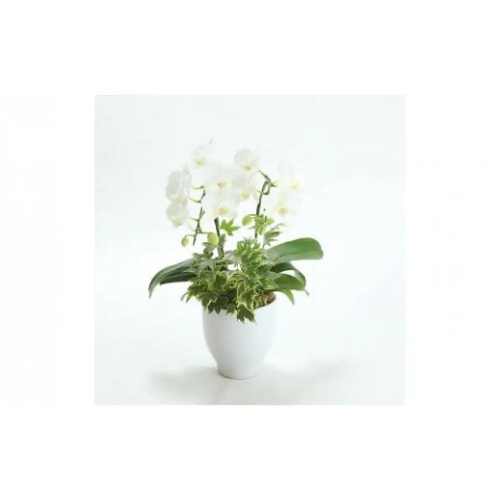 季節ごとに届く、えらべるお花　Sサイズ（4回お届け）【季節ごとに届く、えらべるお花 Sサイズ フラワーライフ 世界らん展 フラワードリームジャパンカップ フラワーアレンジメント 6種類のフラワースタイ