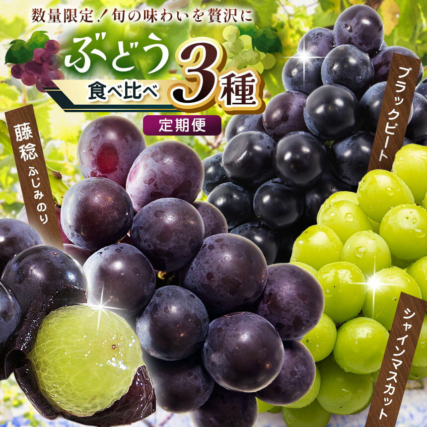 【ふるさと納税】楽天限定 ぶどう3品種 食べ比べ シャインマスカット 藤稔 ブラックパール｜種なし マスカット 限定 朝摘み直送 栃木県産 ぶどう ブドウ フルーツ お取り寄せ デザート スイーツ 甘い 葡萄 グレープ シャイン ふじみのり 国産 真岡市 栃木県 送料無料