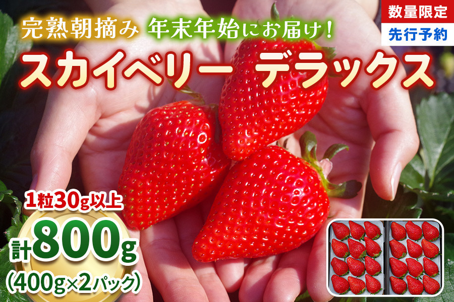 
            【先行予約】[数量限定] 年末年始にお届け！完熟朝摘みスカイベリー デラックス 800g 澳原いちご農園 | いちご 苺 イチゴ フルーツ 果物 産地直送 
          