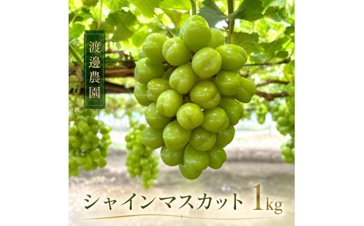渡邊農園　シャインマスカット約1kg（2房入り）【令和9年8月下旬頃発送！予約受付中】【A-162】