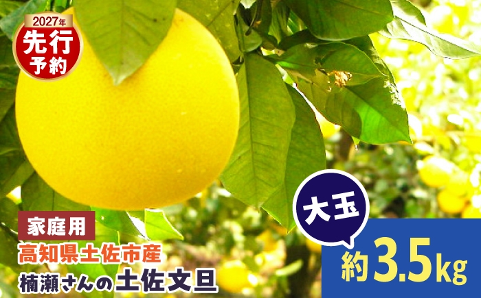 
                  【先行予約】楠瀬さんの土佐文旦 家庭用大玉 約3.5kg 約3.5キロ 2L～4L〈2027年2月15日～2027年4月5日発送〉 ぶんたん ブンタン 文旦 フルーツ 柑橘 みかん 果物 くだもの 柑橘類 デザート おやつ さっぱり おいしい 甘い お取り寄せ 国産【まる庄果樹園】[BQAF021]
                