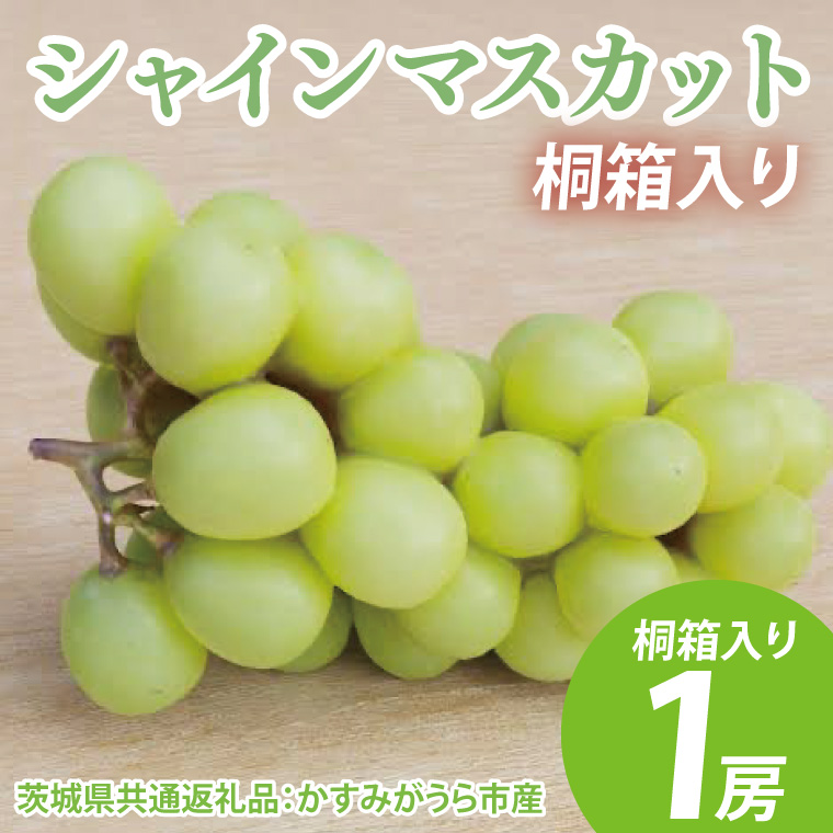 【先行予約】シャインマスカット 桐箱入り1房（茨城県共通返礼品：かすみがうら市産）　※2025年8月初旬～2026年1月下旬頃に順次発送予定（CD041）