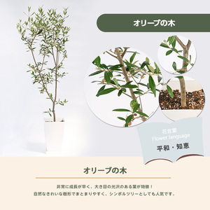 【観葉植物】オリーブの木 90cm～110cm Green Base IB003-042 観葉植物