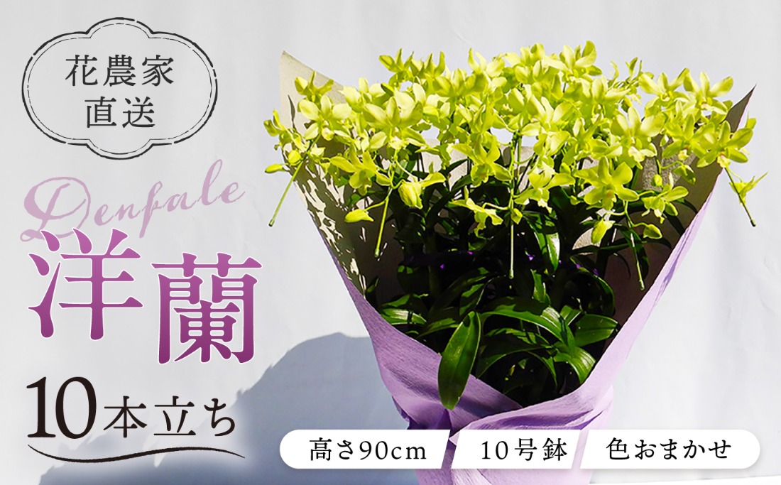 【 10セット 限定 】 デンファレ （ 洋蘭 ） 10本 立ち 《糸島》【和饗エコファーム株式会社】 蘭 洋蘭 デンファレ 花 インテリア お祝い 贈り物 [AVI001]