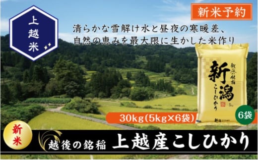 令和7年産 先行予約 新潟県上越産こしひかり 精米 30kg 上越市 米 コメ コシヒカリ