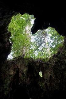 屋久島ウィルソン株ハートTシャツ (白地／女性Lサイズ)