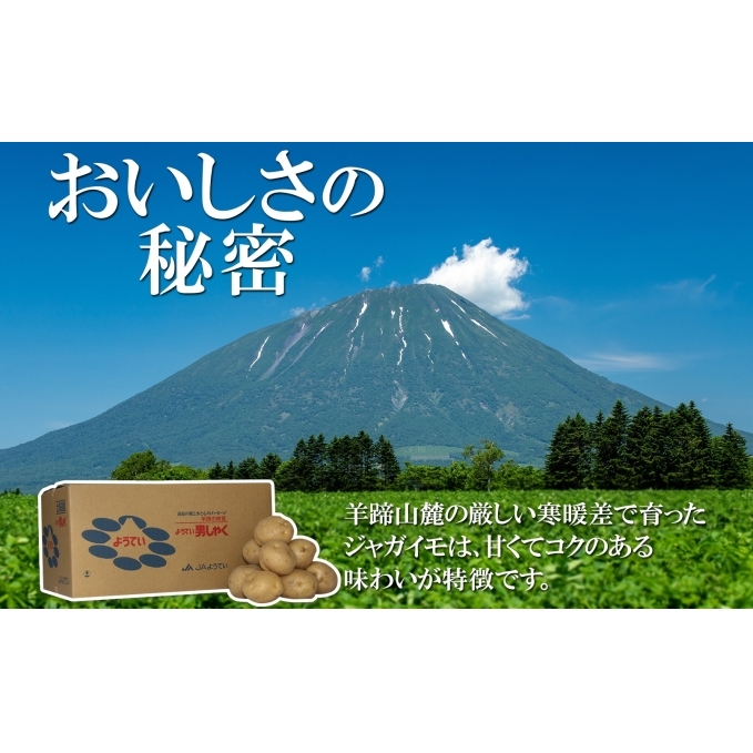 北海道産 じゃがいも 男爵 約10kg Lサイズ ジャガイモ 男爵いも 男爵イモ 馬鈴薯 ポテト 常備野菜 根菜 農作物 産直 国産 JAようてい 送料無料 北海道 倶知安町 北海道のジャガイモ 食品