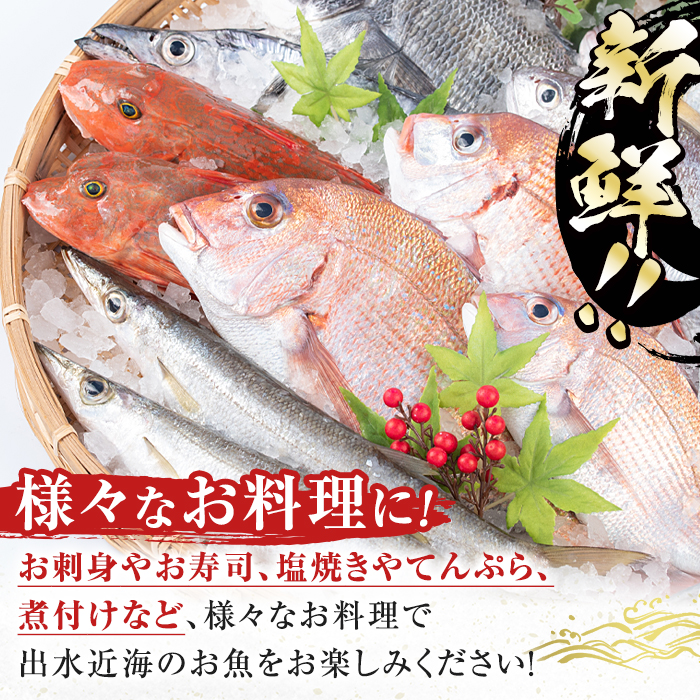i580 出水の鮮魚おためしBOX(約2〜3kg程度・3〜6種類)【出水はやし】