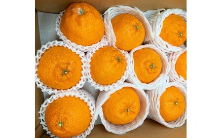 果物 フルーツ くだもの ミカン 不知火 デコポン / 果肉プリプリ♪ 完熟紀州デコ(不知火) 約3kg　※2024年2月下旬頃～3月下旬頃に順次発送予定(お届け日指定不可)【uot706】