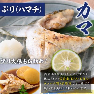 ふるさと納税 いちき串木野市 鹿児島県産養殖ぶり(ハマチ)の切り身「ロイン4節・カマ2個付」合計約2kg! |  | 02
