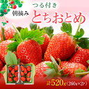 【ふるさと納税】つる付き とちおとめ 2パック箱（1月中旬～1月下旬発送） いちご 果物 フルーツ 苺 イチゴ くだもの 朝取り 新鮮 美味しい 甘い　お届け：2025年1月15日～1月31日まで